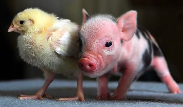 mini pigs for sale in ohio