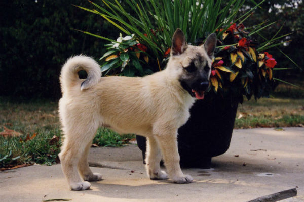 dogs with curly tails