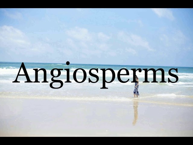 angiosperm pronunciation