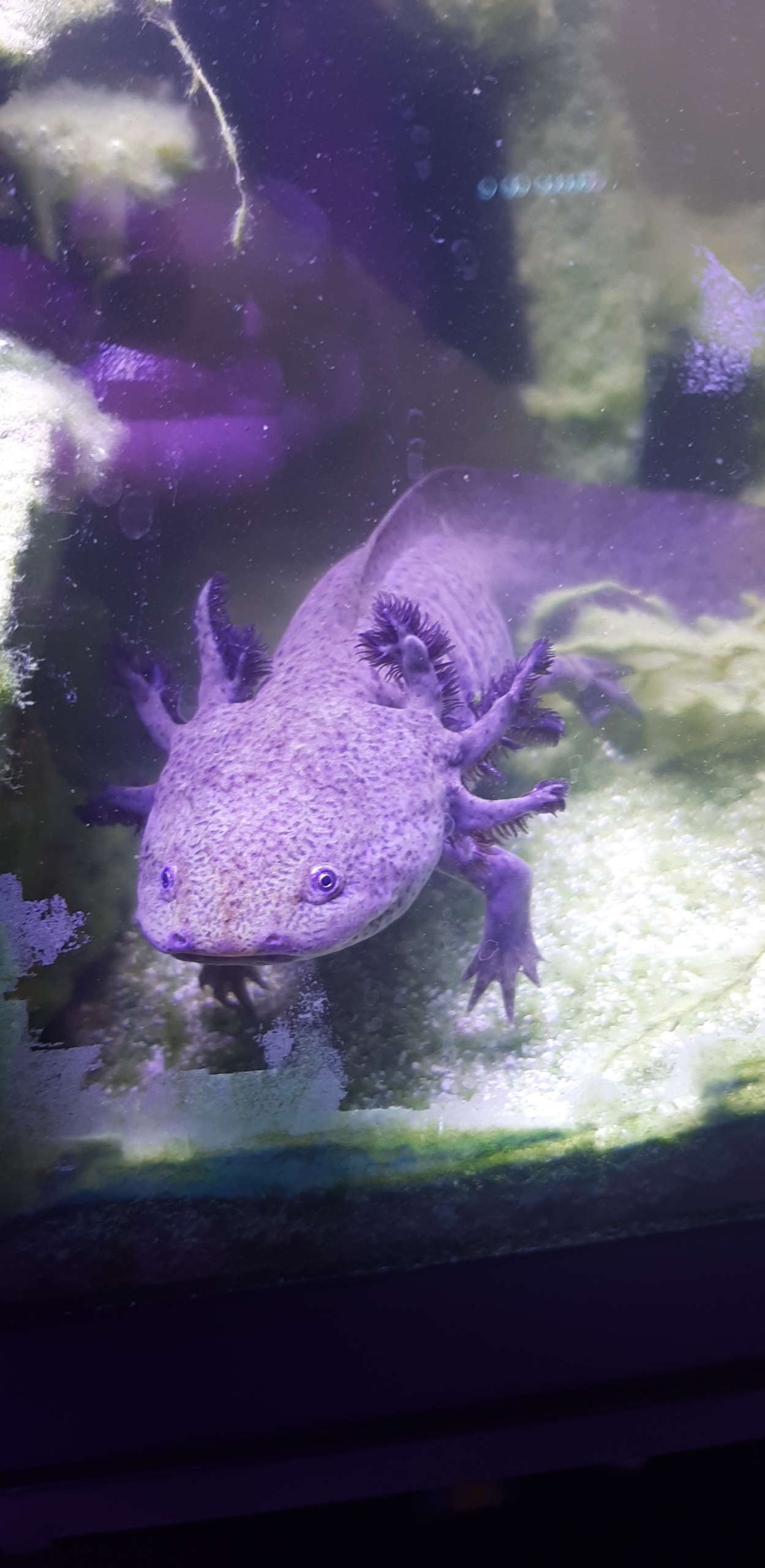 lavender blue axolotl