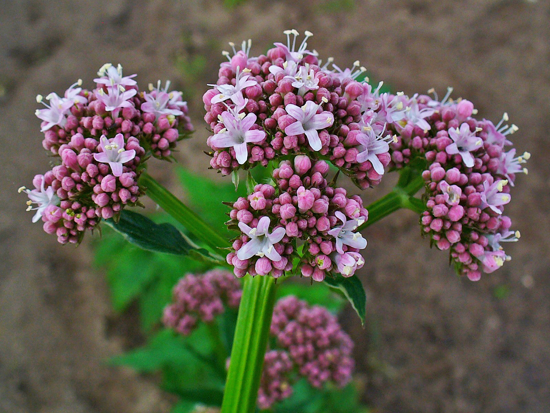 eastern valerian