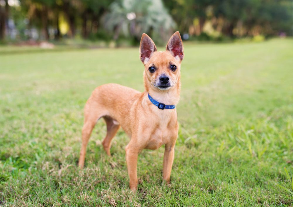 deer head chihuahua