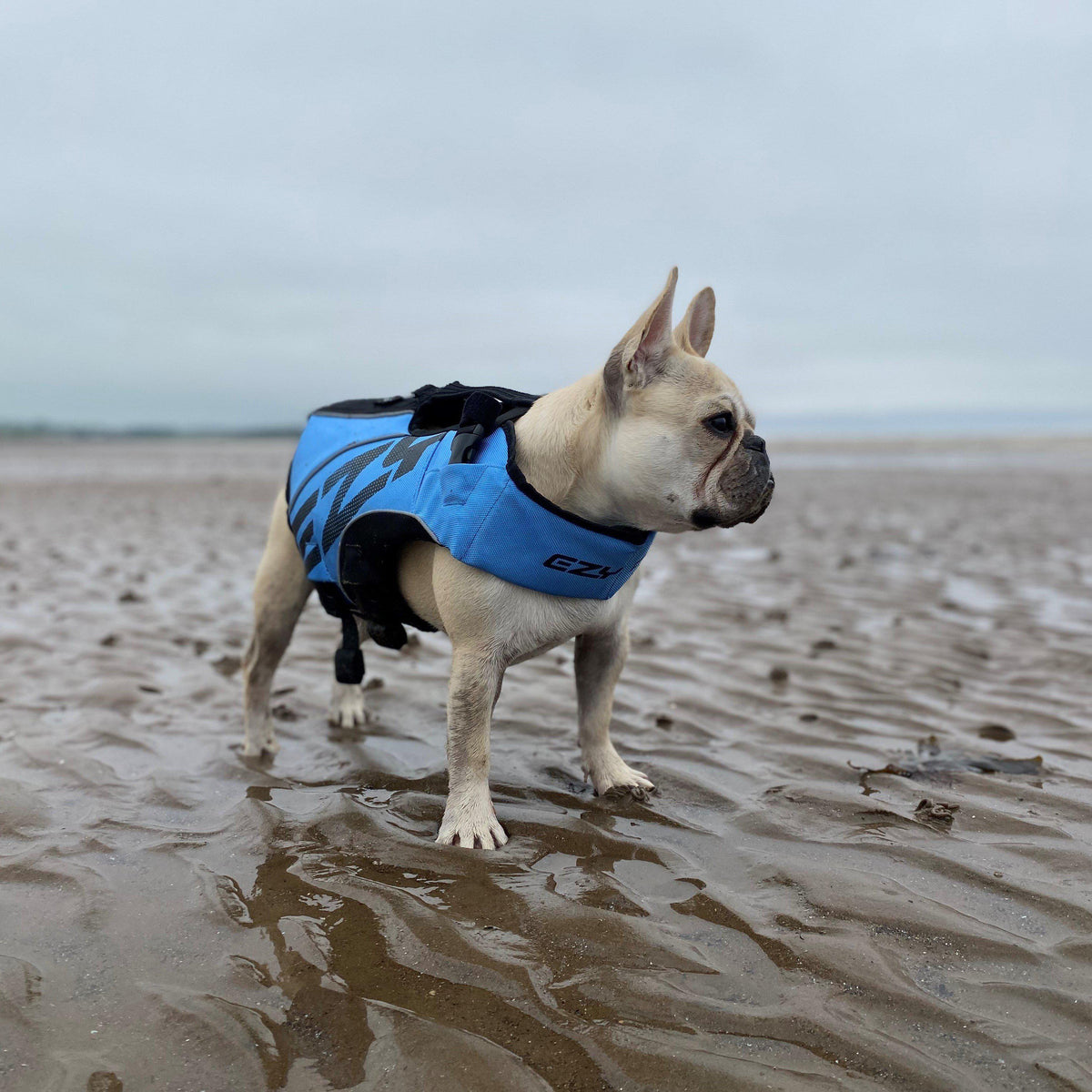 ezydog lifejacket