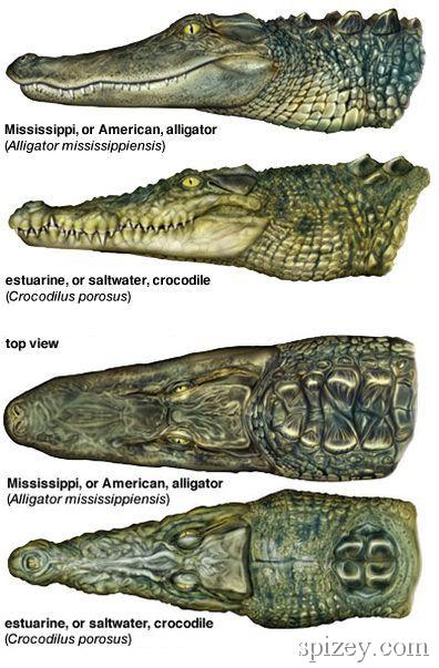 alligator和crocodile有什么不同