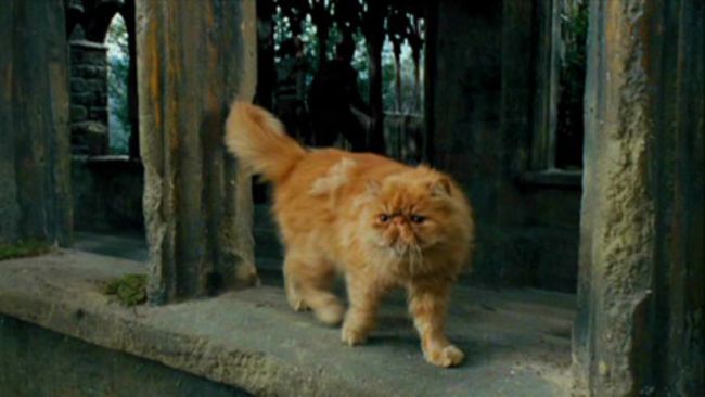 crookshanks cat harry potter