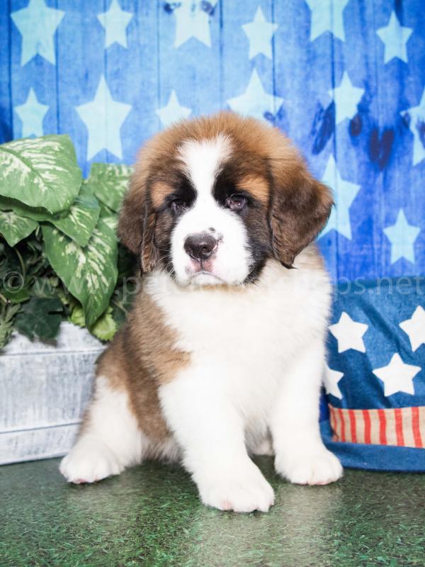 st bernard puppies colorado