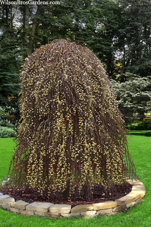 weeping pussy willow tree for sale