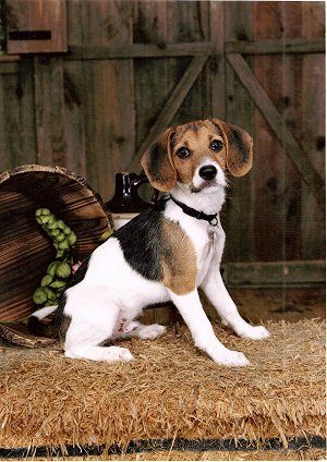 jack russell beagle mix