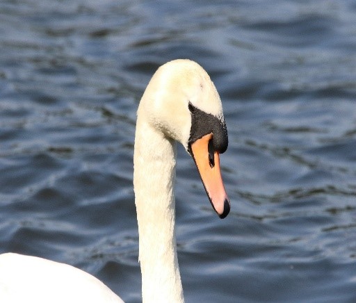 what is male swan called