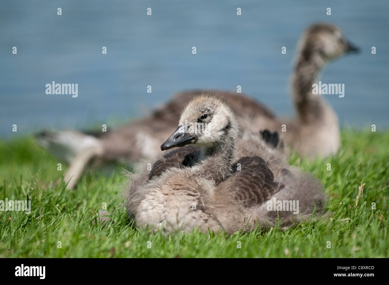 babe canada goose