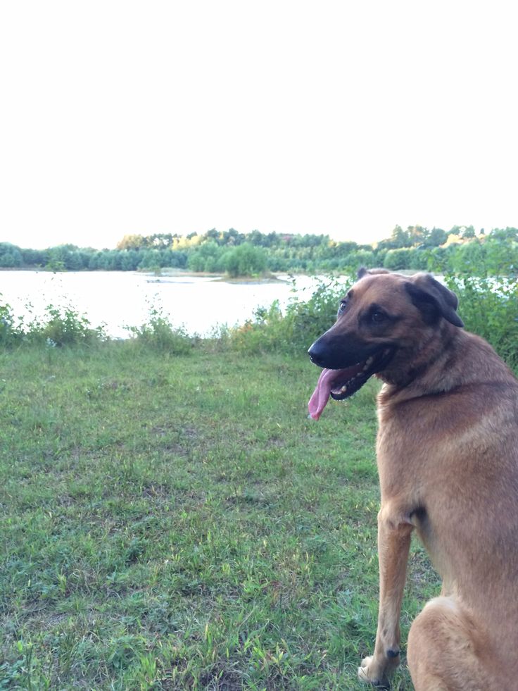 labrador malinois mix