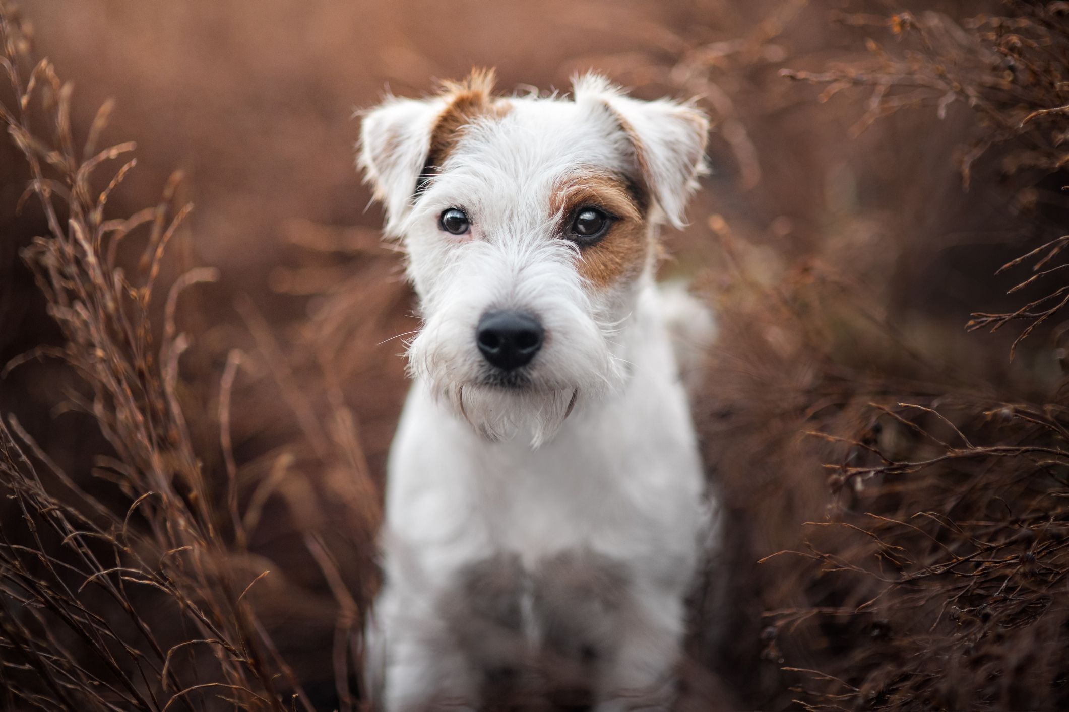 pictures of terrier breeds