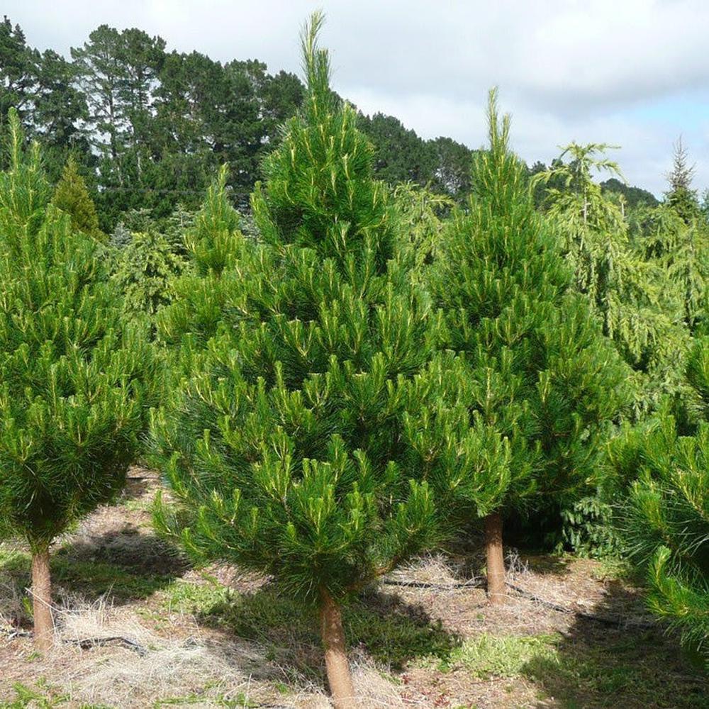 radiata pine christmas tree