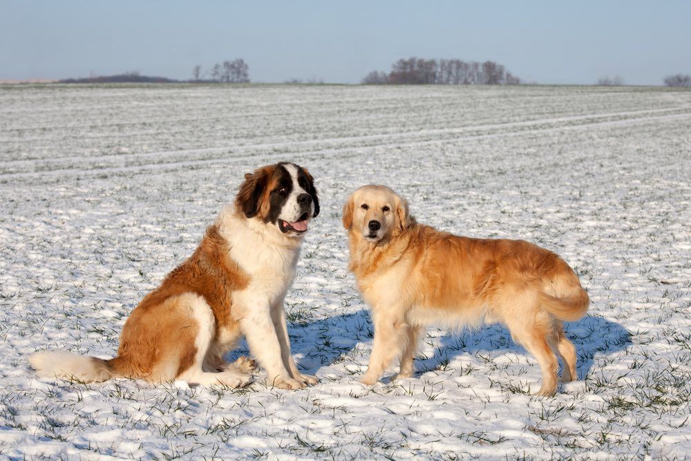 st bernard retriever mix