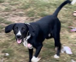 coonhound and lab mix