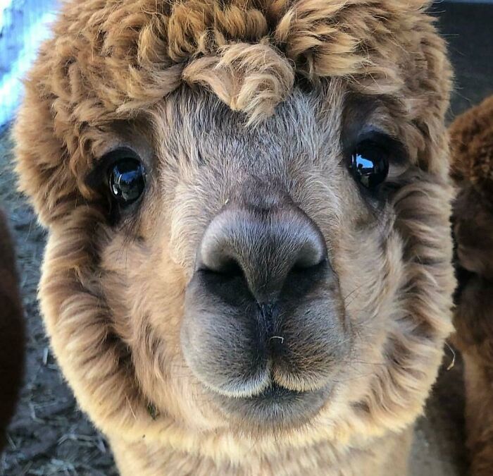 alpaca cute