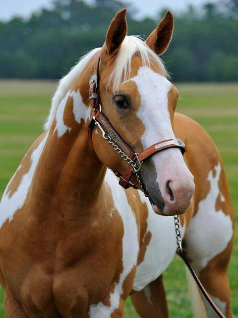 hermosos caballos pura sangre