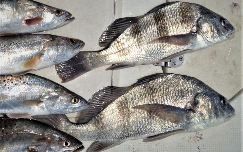 texas black drum limit