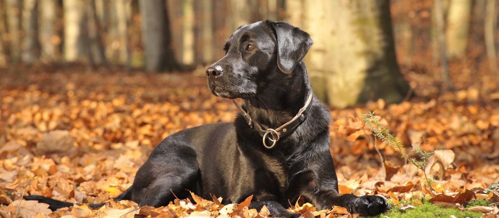 black labrador for sale