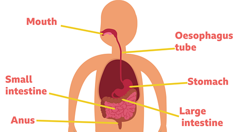 the digestive system for ks2