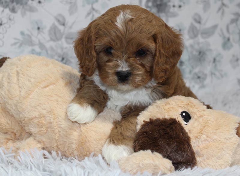 puppies for sale suffolk va