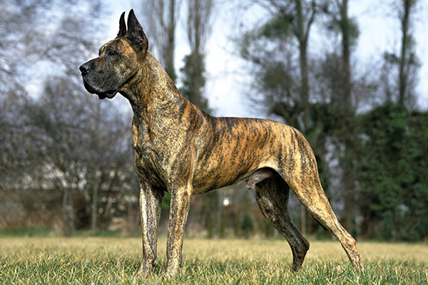 great dane pics