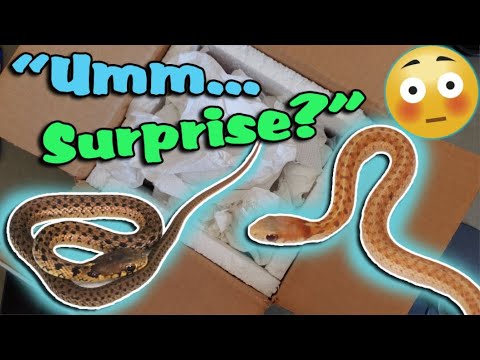 youtube snake discovery