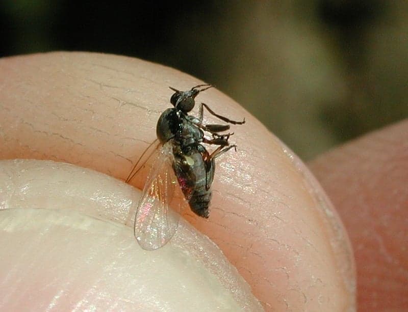 black fly bites spain treatment