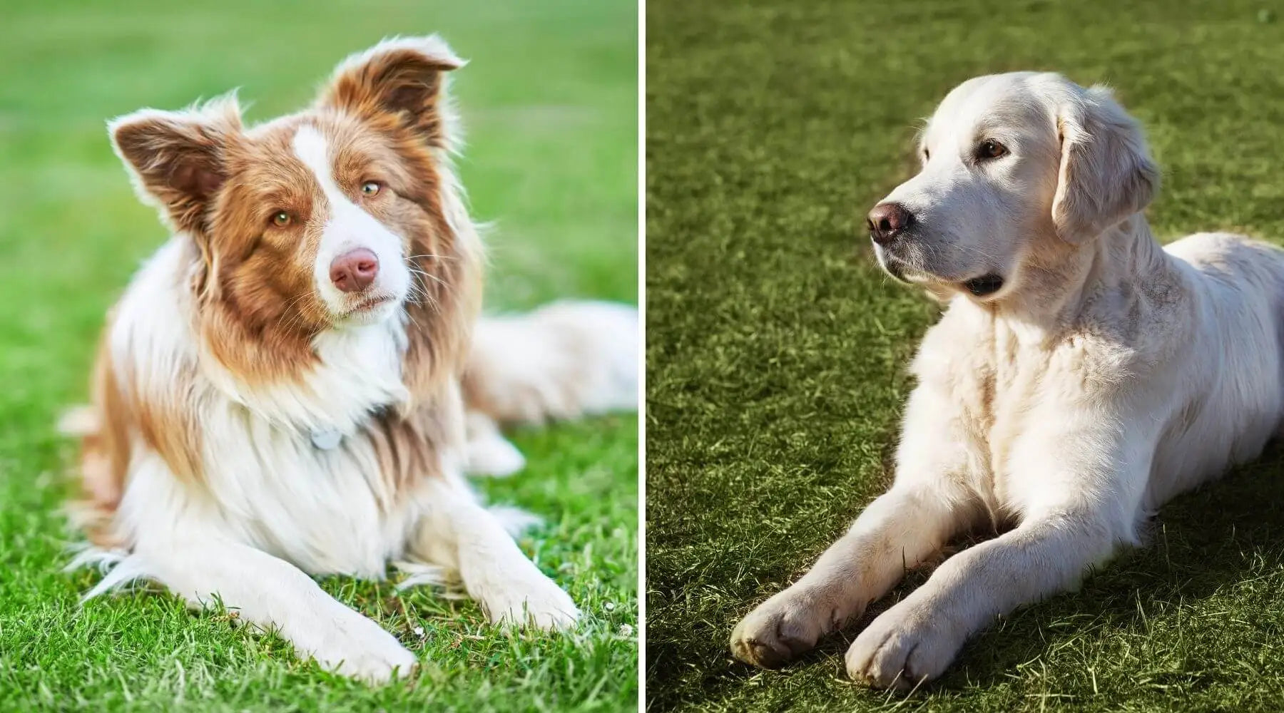 border collie golden retriever mix