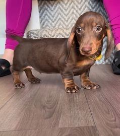 sausage dogs for sale