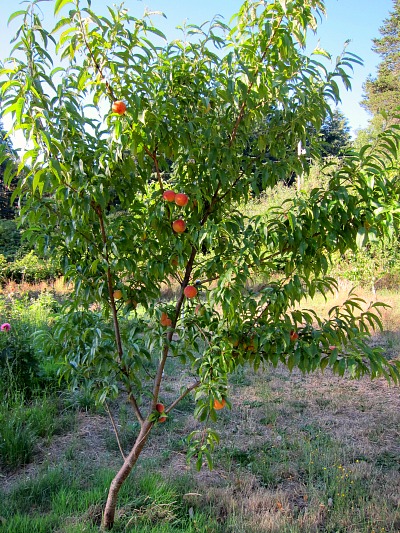 nanaimo peach tree for sale