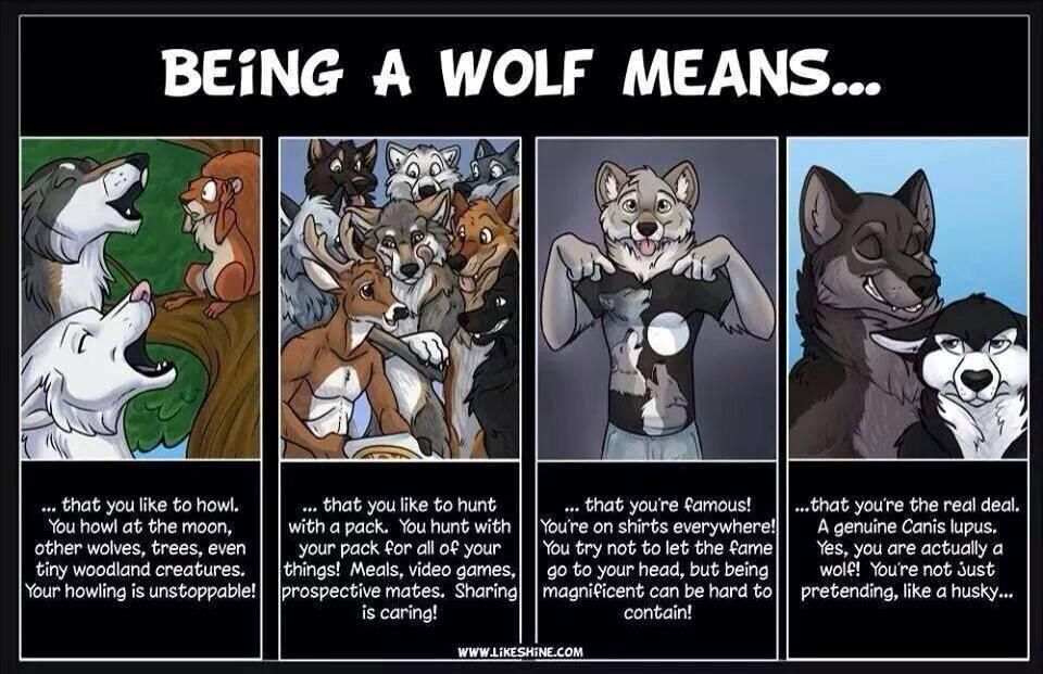 wolf furry meme