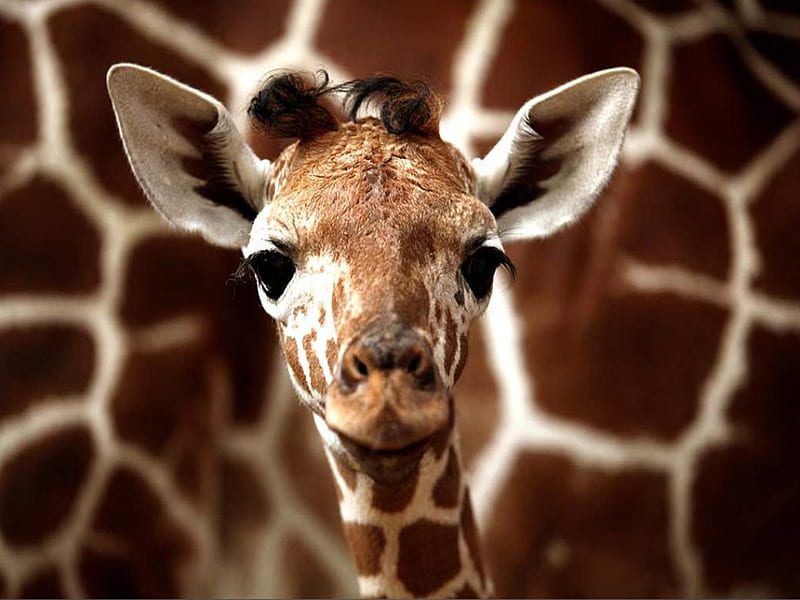 giraffe baby wallpaper