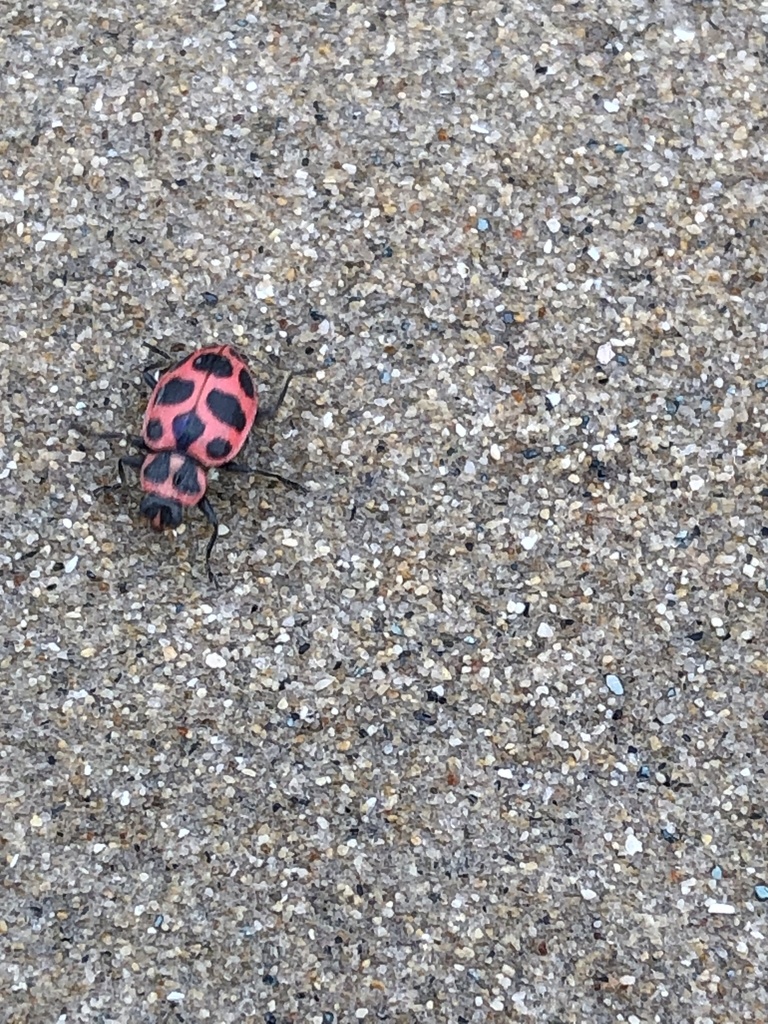 purple lady bugs