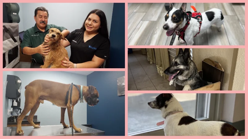 low cost vet in brownsville tx