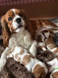 king charles puppies for sale manchester