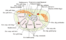 carpal tunnel syndrome wiki