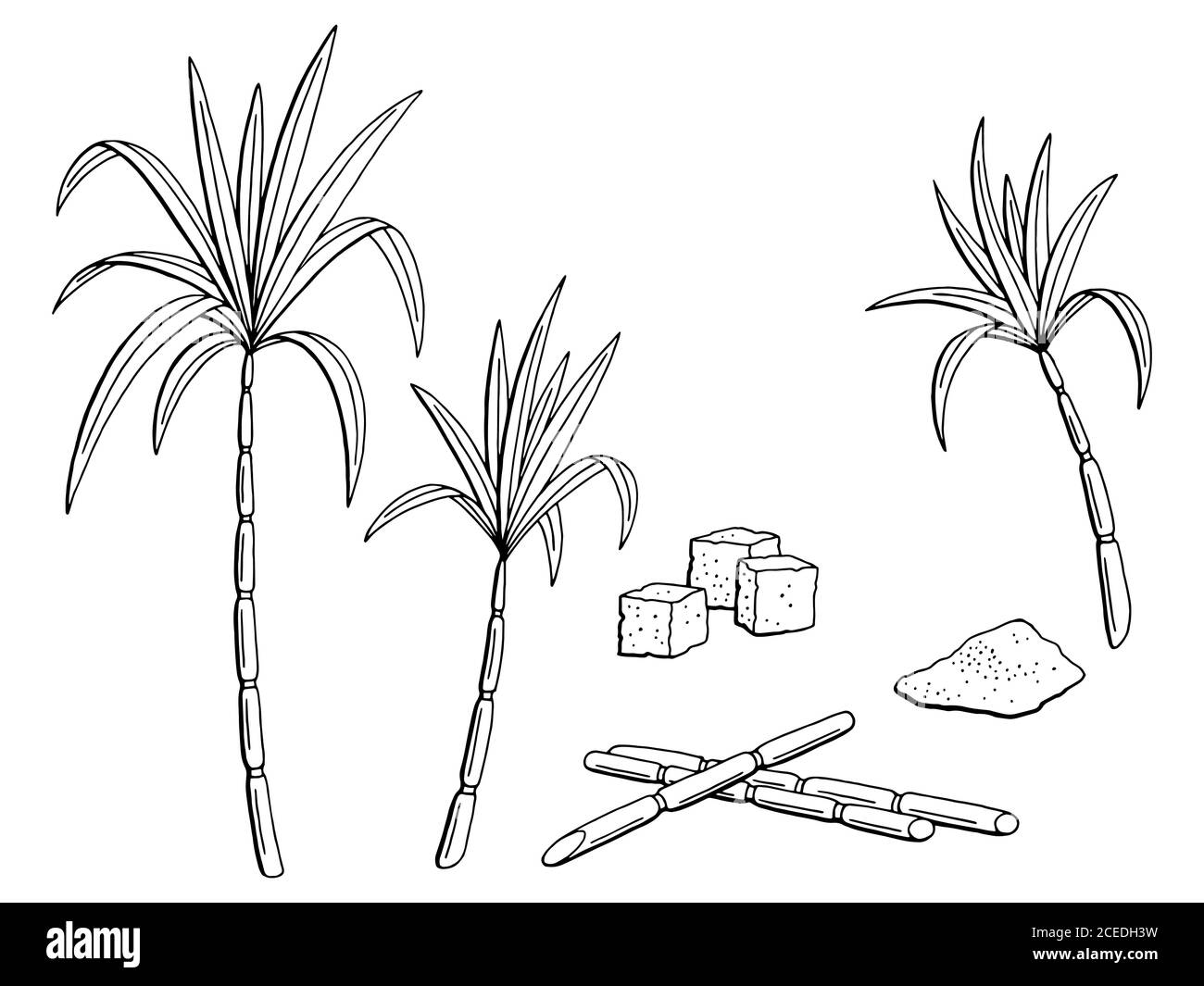 simple sugarcane drawing