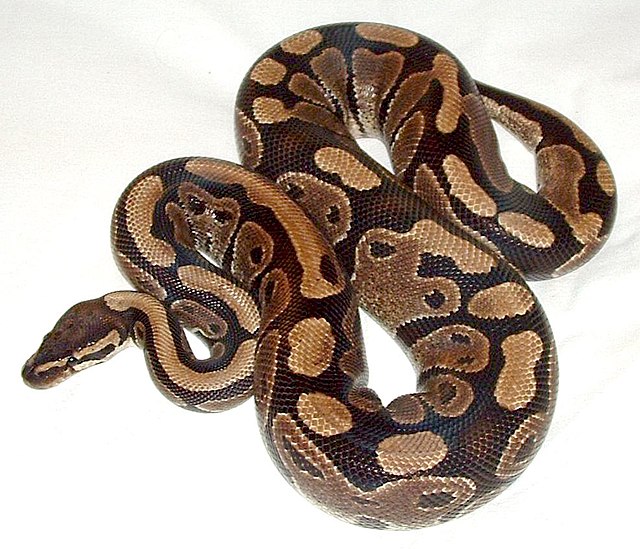 full grown ball python