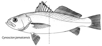 corvina translation