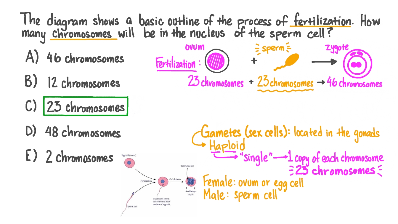 how many chromosomes does a human sperm cell have