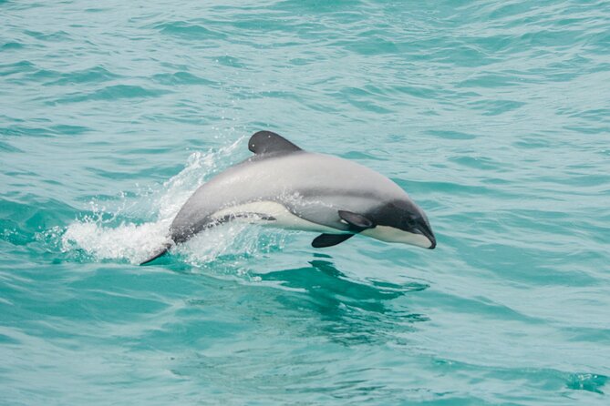 akaroa dolphin cruise