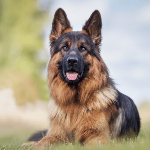 german shepherd price