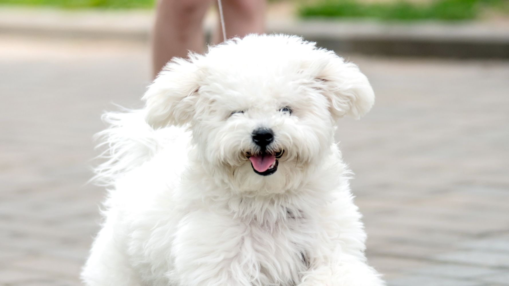 bichon frise for sale near me