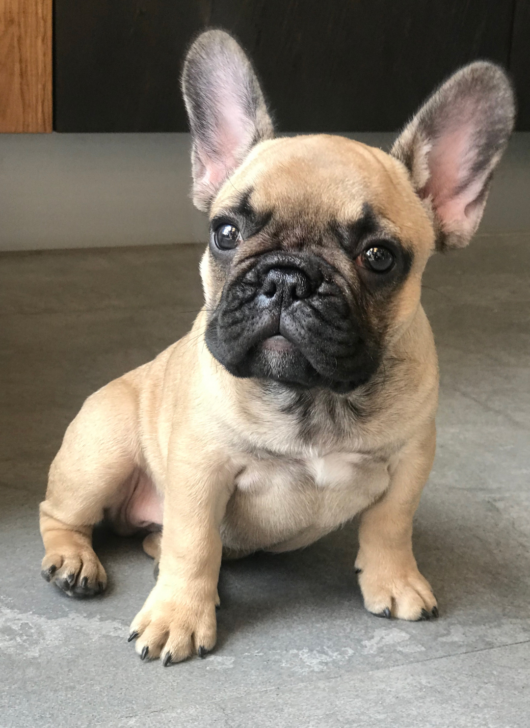 french bulldog puppies for sale in ct