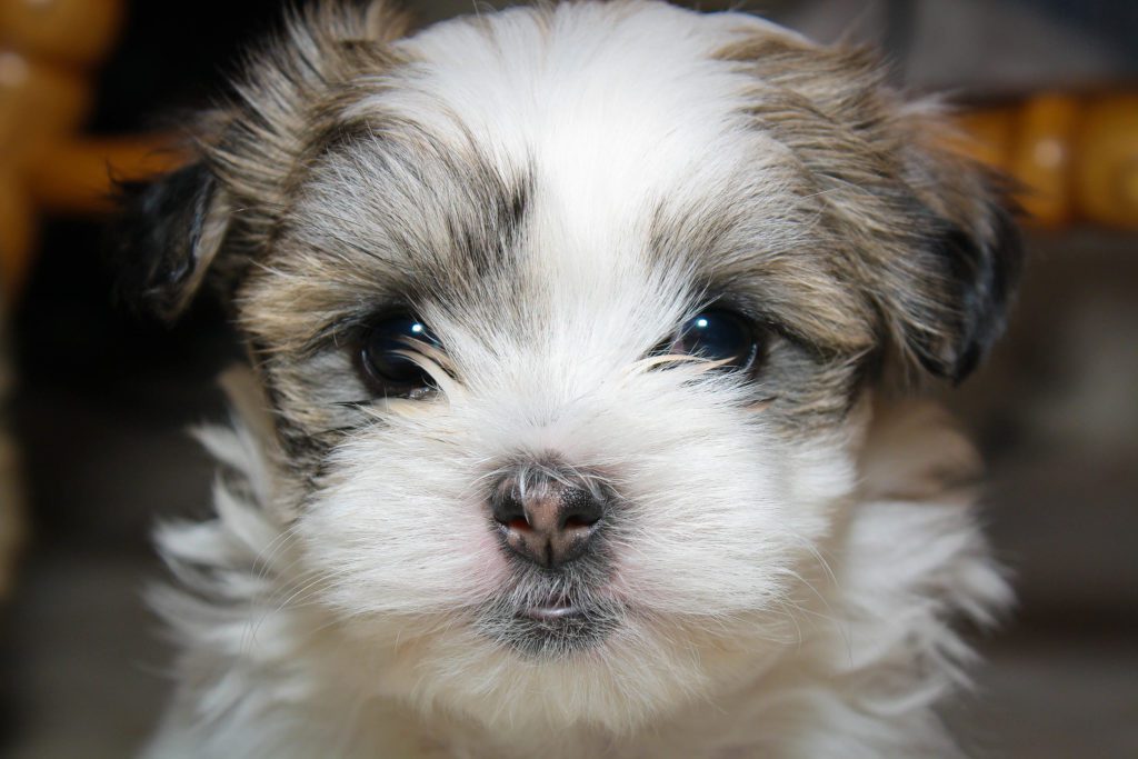 dogs shih tzu maltese