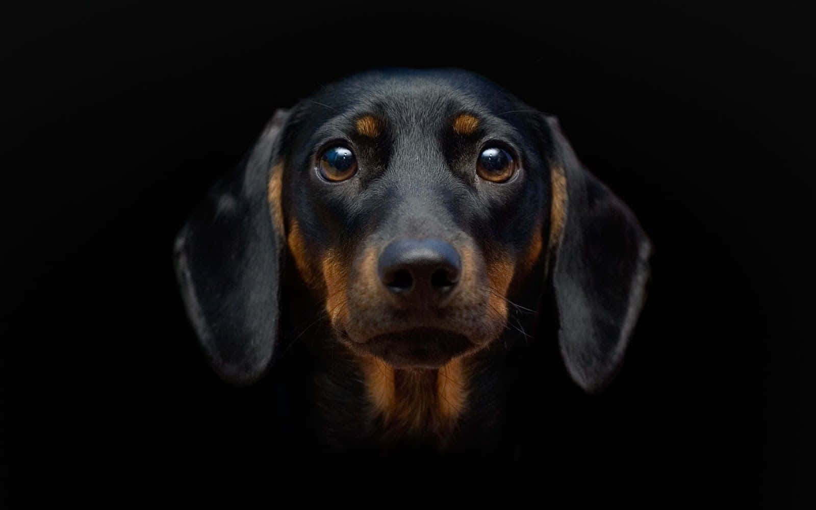 dachshund wallpaper hd