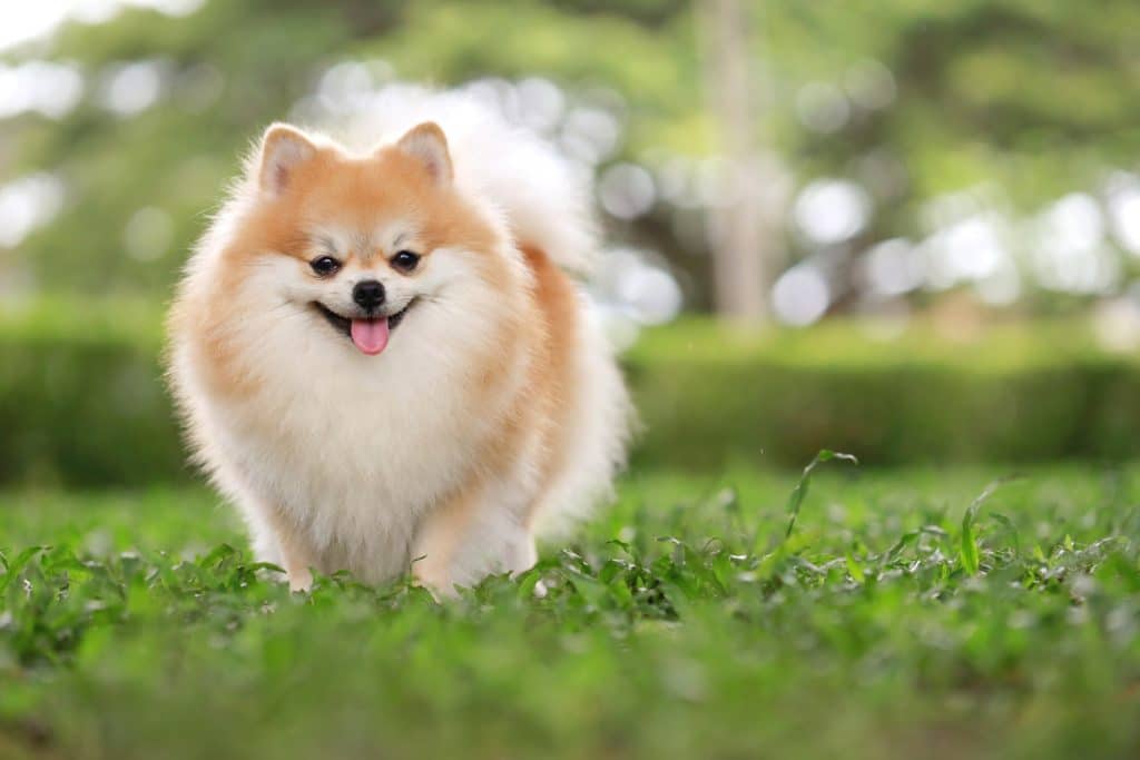 pom dog