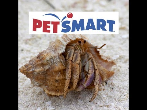 hermit crab petsmart