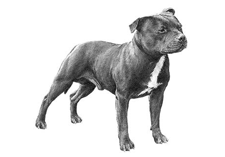 staffordshire bull terrier for sale